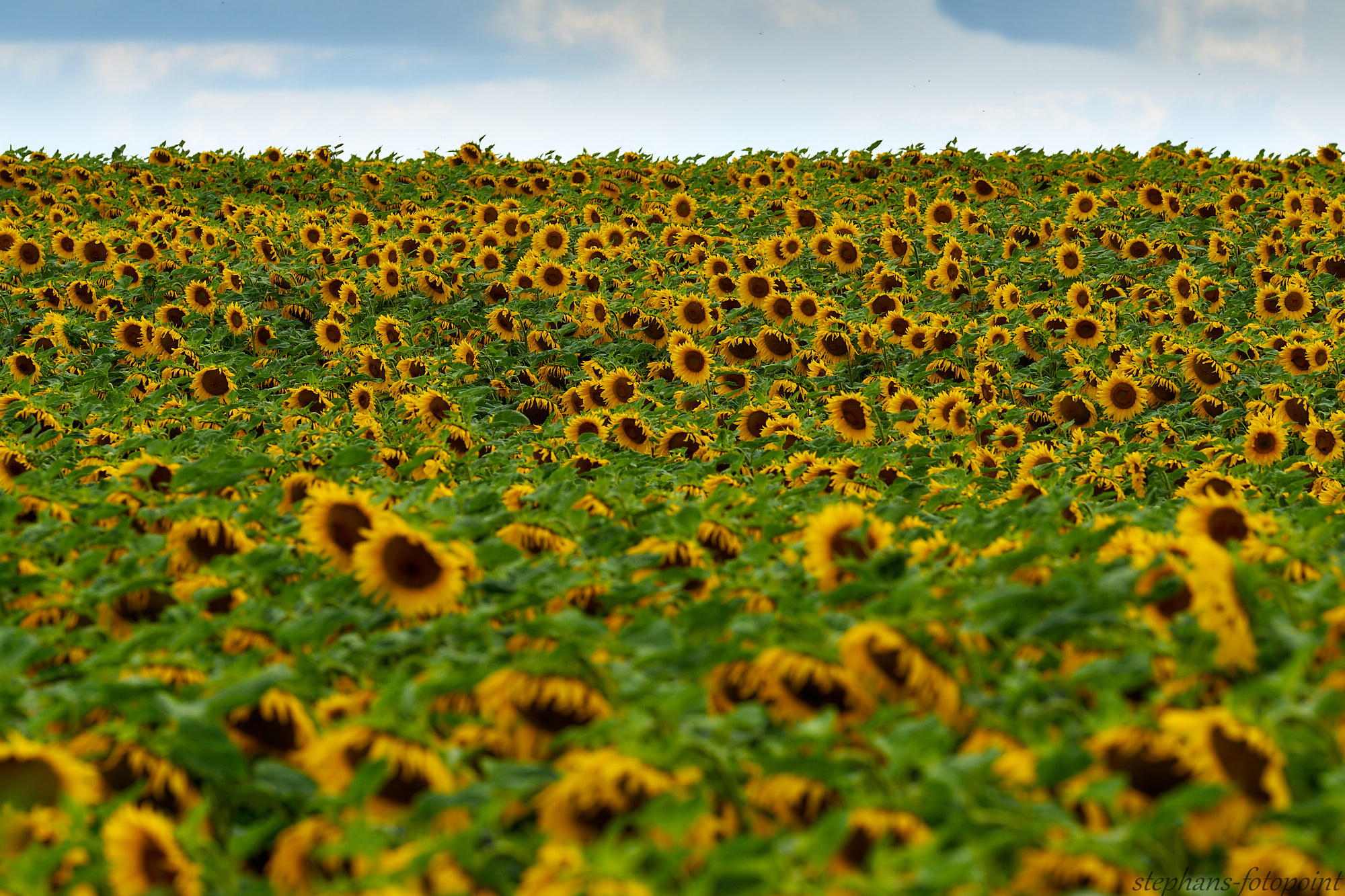 Sonnenblumen