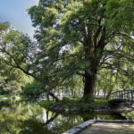 Bosque de Chapultepec