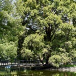 Bosque de Chapultepec