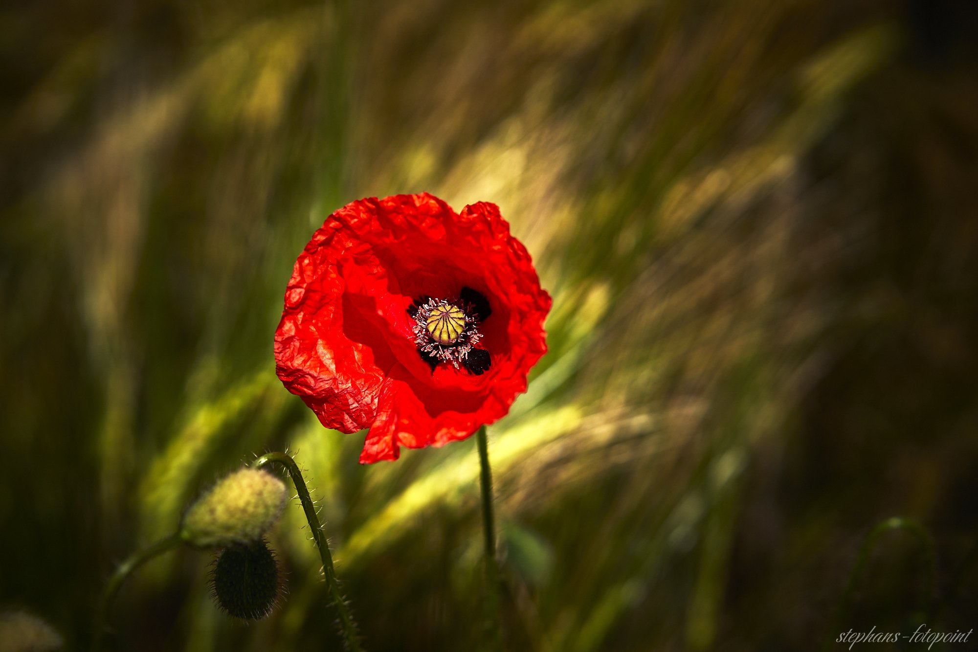 Mohnblume